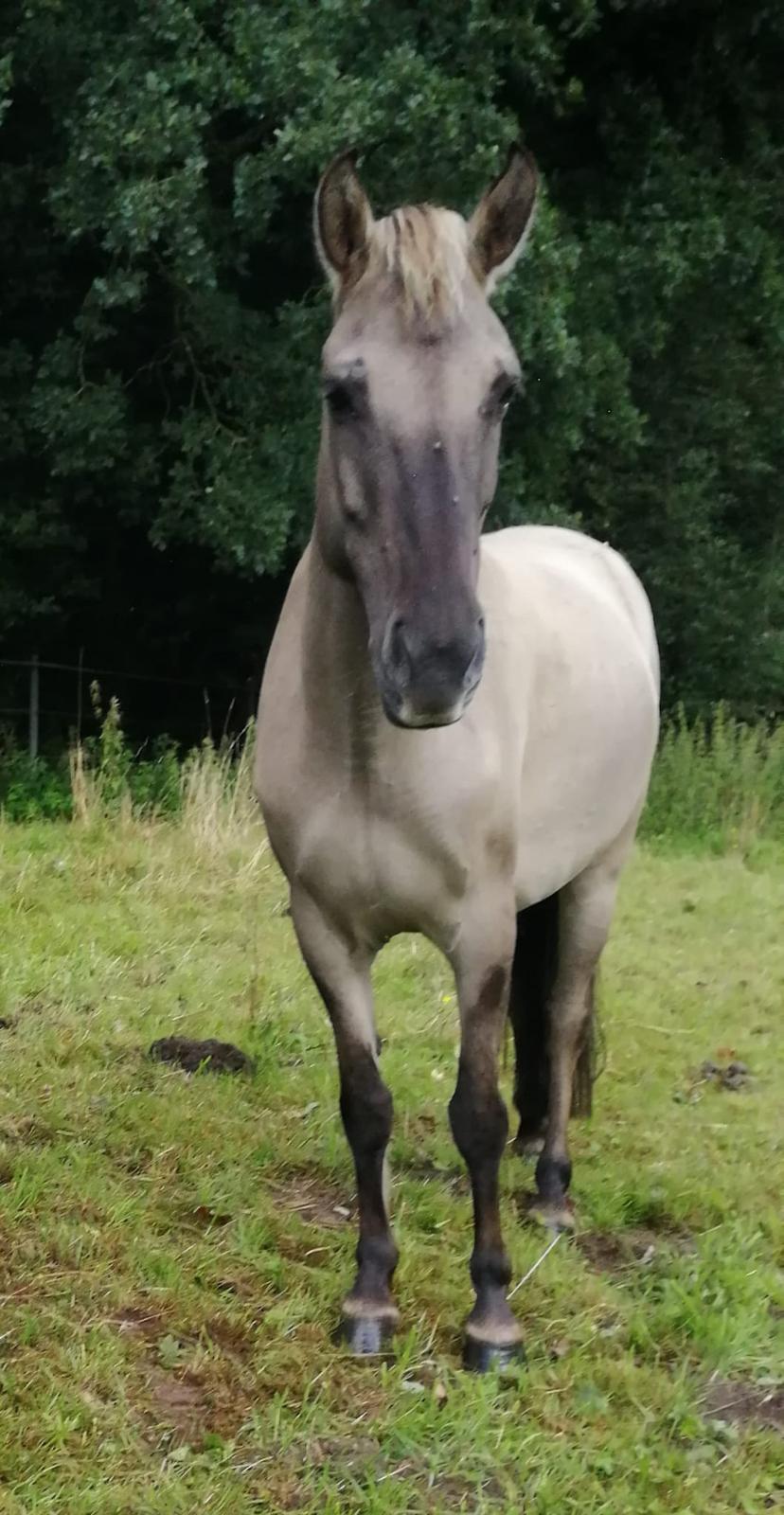 Bärbel